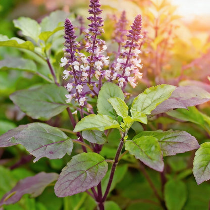 Krishna Tulasi Herb Seeds – Sacred & Medicinal Plant Seeds