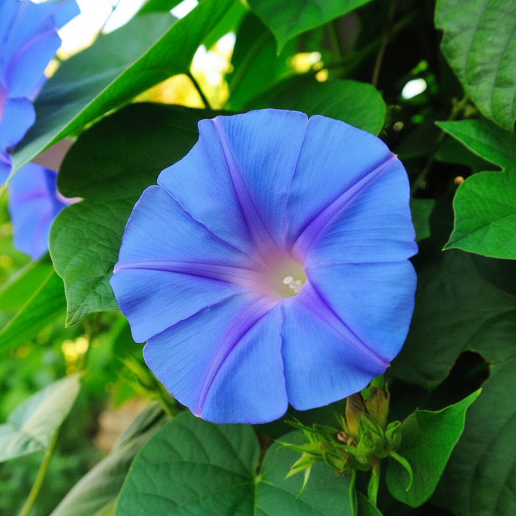 giant-blue-moonflower-seeds-night-blooming-fragrant-climber