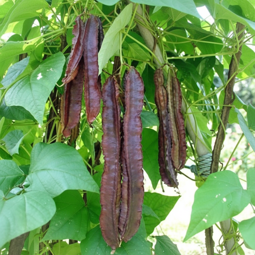 Purple Winged Bean Seeds – Exotic, Nutrient-Rich Climbing Bean for Tropical Gardens