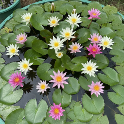 Lotus Mix Flower Seeds – All Mixed Colors Sacred Aquatic Blooms