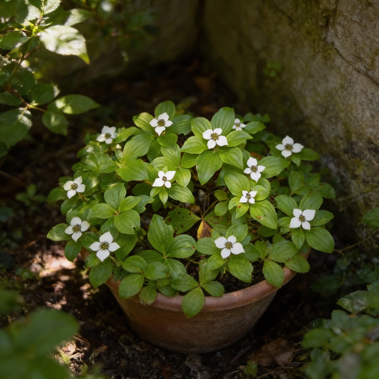 Bunchberry Flower Seeds (Cornus canadensis)