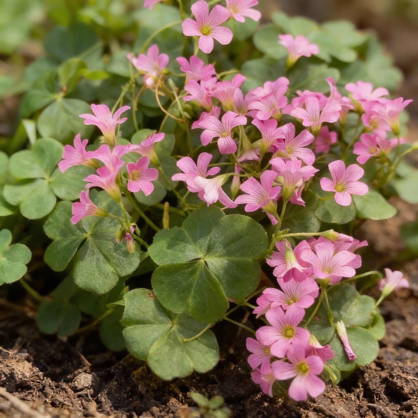 Pink Wood Sorrel Seeds (Oxalis debilis) – Low Growing Perennial Ornamental