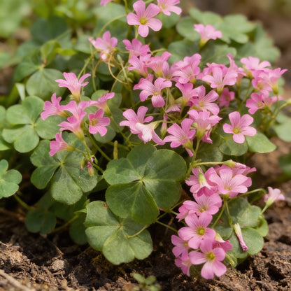 Pink Wood Sorrel Seeds (Oxalis debilis) – Low Growing Perennial Ornamental