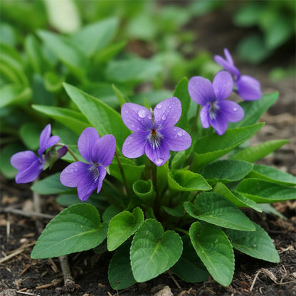 Viola Odorata ‘Queen Charlotte’ Seeds – Sweet Violet Fragrant Perennial Flowers