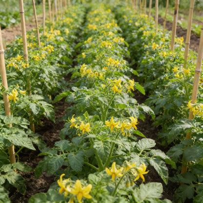 Tomato Memorabilia Seeds for Planting – Organic Large Beefsteak Tomato