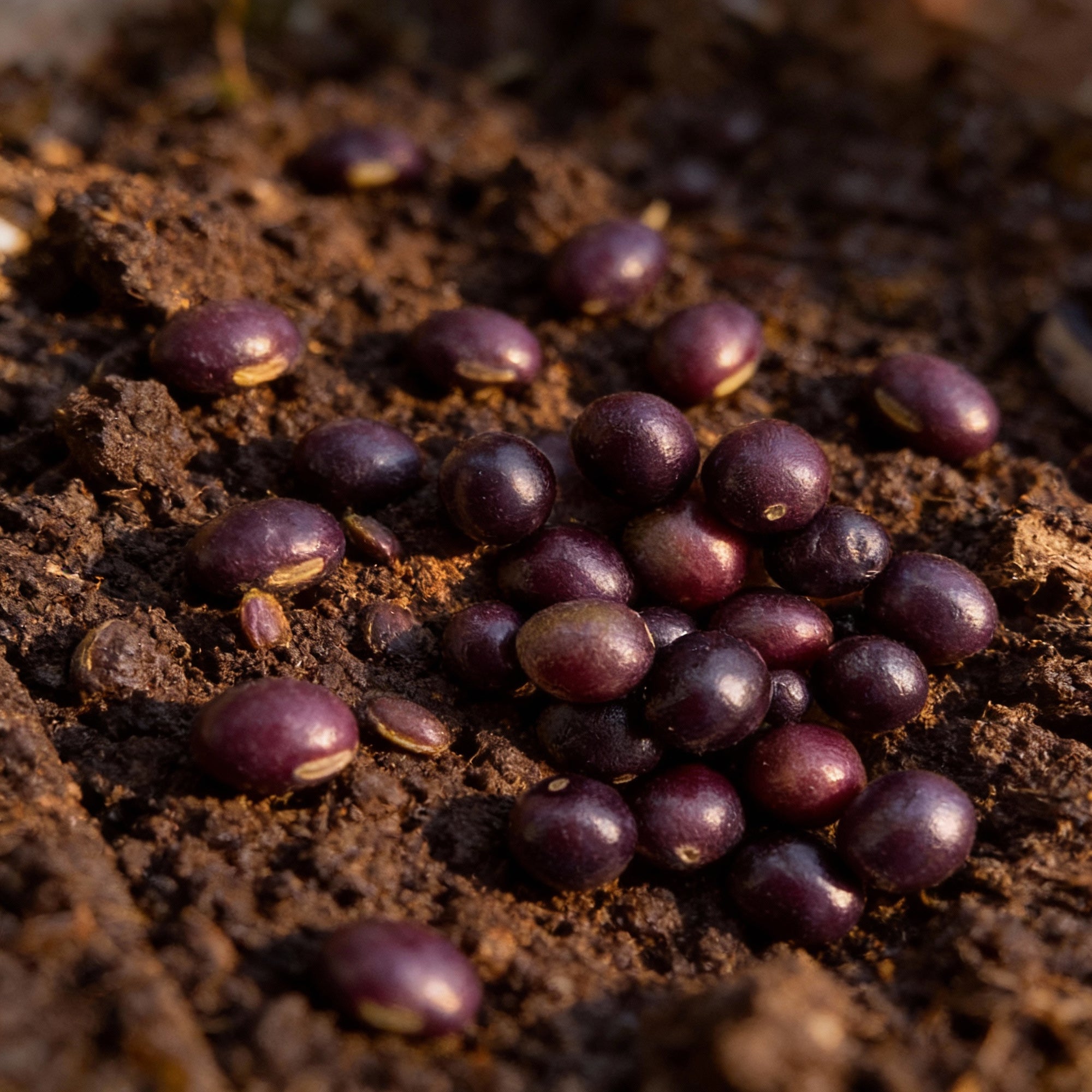 krishna-curry-leaf-seeds-premium-aromatic-herb-for-cooking-gardening