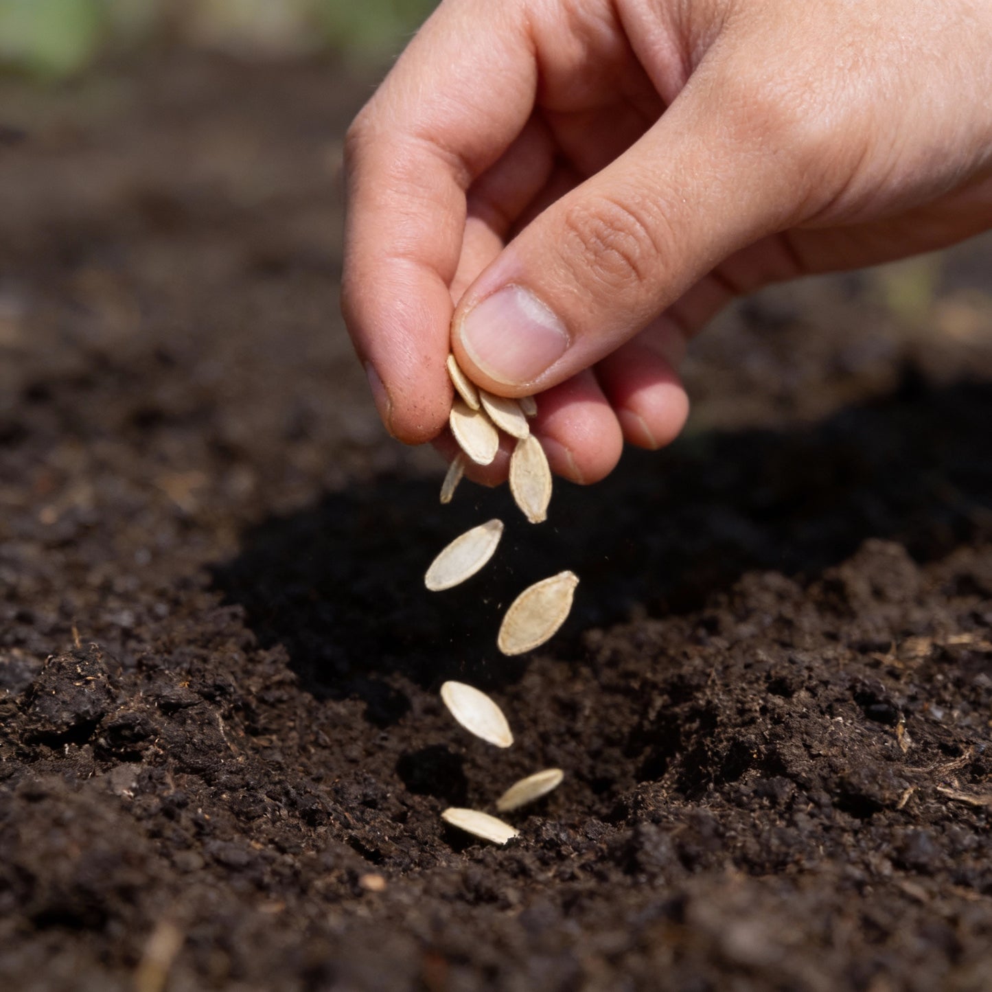 Jack O’Lantern Pumpkin Seeds – Premium Quality Seeds for Gardening & Fall Decor
