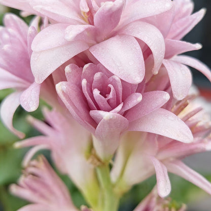 Pink Tuberose Flower Seeds (Polianthes tuberosa) – Fragrant Perennial Cut Flowers