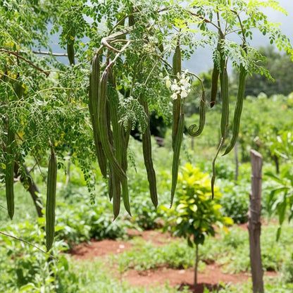 Moringa Plant Seeds – Moringa oleifera Fast-Growing, Nutrient-Rich Seeds