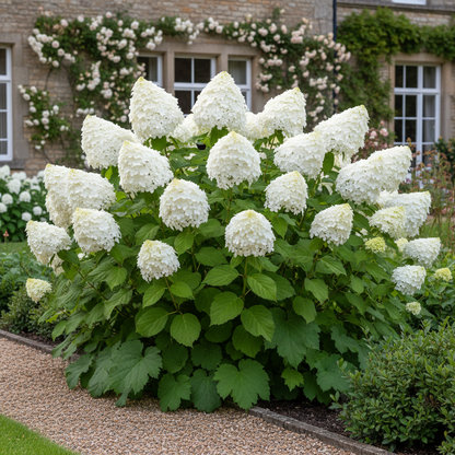 Snow Queen Hydrangea Seeds – Elegant White Blooms & Stunning Fall Foliage