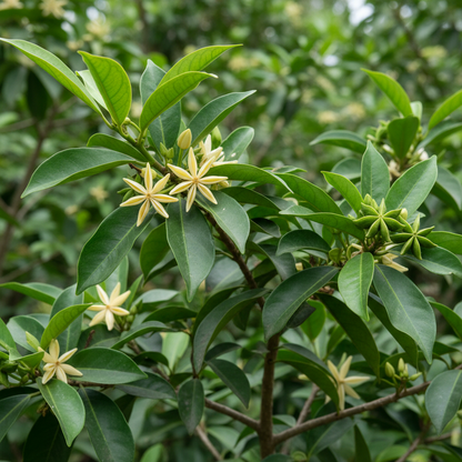 Star Anise Seeds (Illicium verum) – Aromatic Spice & Medicinal Plant