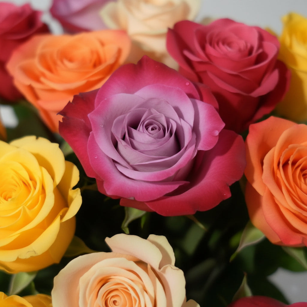 Hybrid All-Season Mixed Rose Flower Seeds – Spectacular Year-Round Blooms