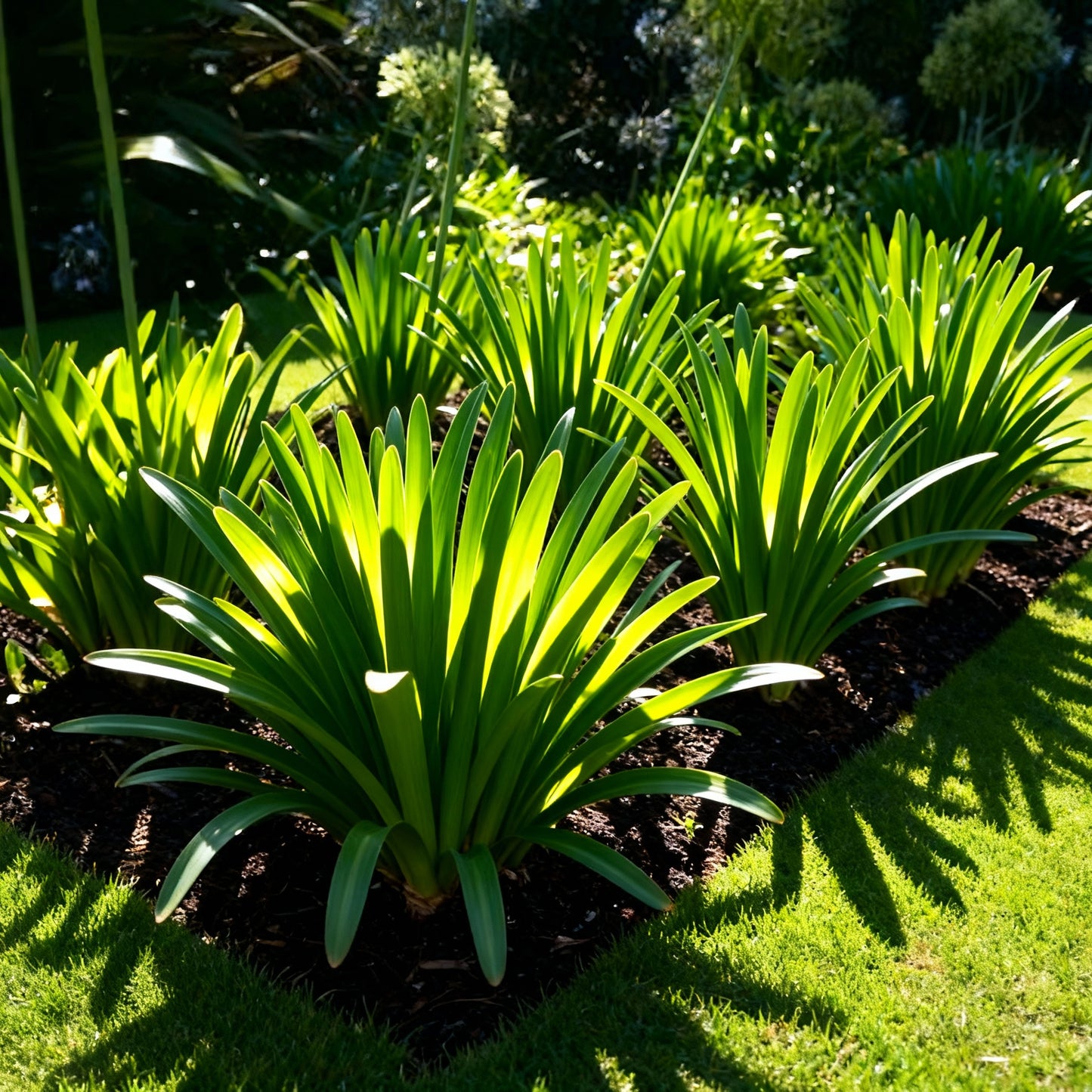 Pink Agapanthus African Lily Seeds — Elegant Summer Blooms for Your Garden