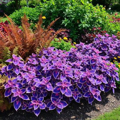 Blue & Pink Coleus Seeds – Vibrant Ornamental Foliage Plant