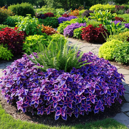 Blue & Pink Coleus Seeds – Vibrant Ornamental Foliage Plant