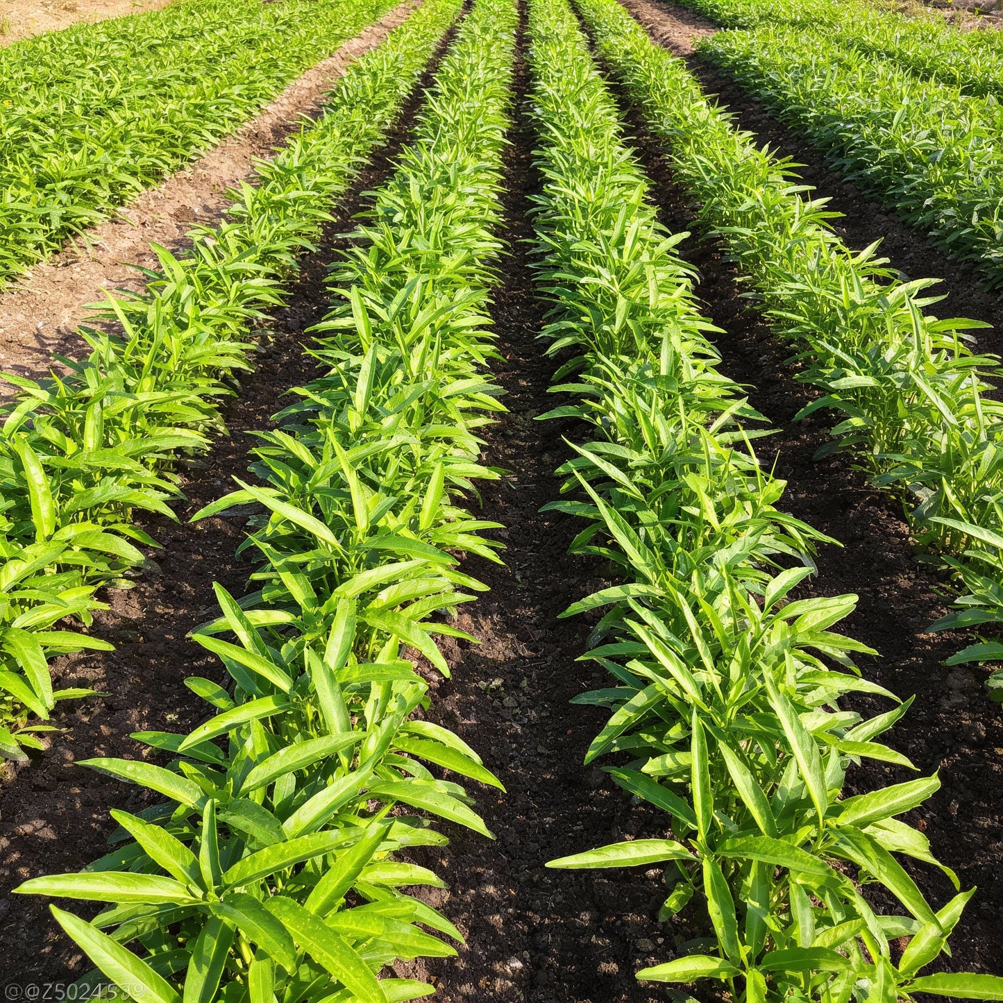 Kalmi Shak Seeds for Planting High Quality Planting Seeds for Your Garden