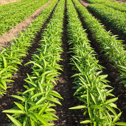 Kalmi Shak Seeds for Planting High Quality Planting Seeds for Your Garden