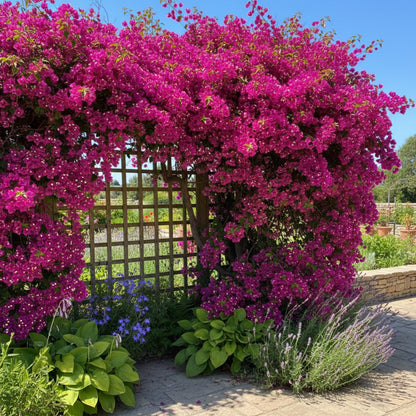 Fresh Bougainvillea Flower Seeds — Maroon Premium Bougainvillea Seeds