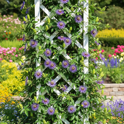 Passiflora Incarnata Seeds – Purple Passion Flower (Maypop)