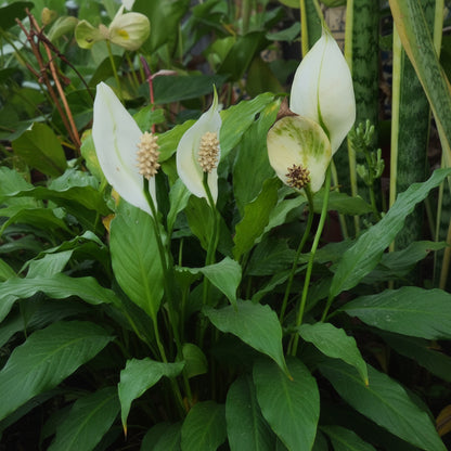 Spathiphyllum Peace Lily Seeds — Elegant Air-Purifying Plant for Indoors & Shaded Gardens