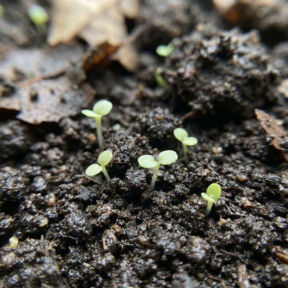 Bellflower Nettle-Leaved Flower Seeds – Hardy Perennial Blooms for Cottage & Pollinator Gardens