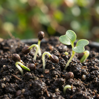 Mallow Musk Flower Seeds – Fragrant Perennial Wildflower for Elegant Garden Blooms
