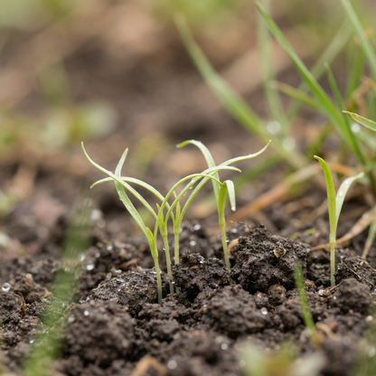 Tragopogon pratensis Wildflower Seeds – Meadow Salsify Perennial Garden Flower