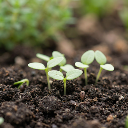 Wild Thyme Flower Seeds – Aromatic Perennial Herb for Gardens & Ground Cover