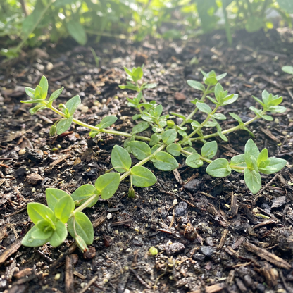 Scarlet Pimpernel Flower Seeds – Bright Groundcover Wildflower for Garden Beds