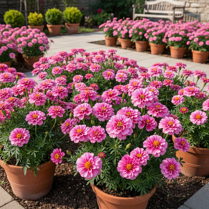 Pink Color French Marigold Seeds – Bright Annual Flower