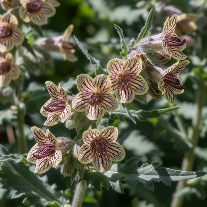 Hyoscyamus Niger (Black Henbane) Flower Seeds – Exotic & Rare Ornamental Plant