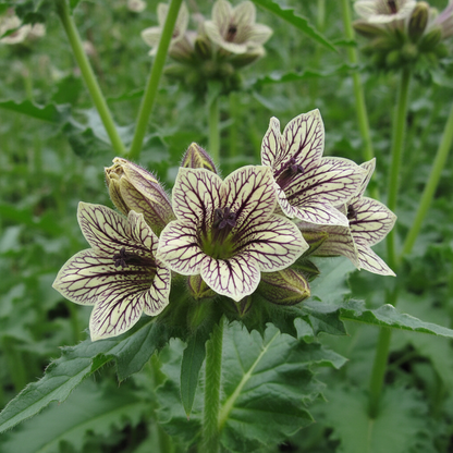 Hyoscyamus Niger (Black Henbane) Flower Seeds – Exotic & Rare Ornamental Plant