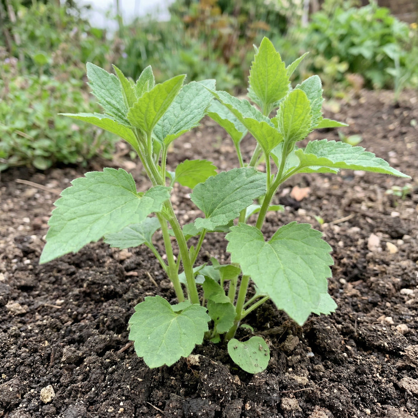Bellflower Nettle-Leaved Flower Seeds – Hardy Perennial Blooms for Cottage & Pollinator Gardens