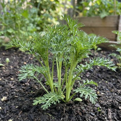 Corn Marigold Flower Seeds – Bright Yellow Wildflower for Pollinator Gardens