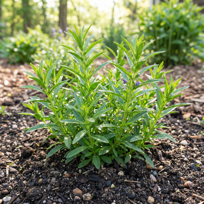 Dragonhead Flower Seeds – Exotic Perennial Blooms with Lush Foliage for Garden Planting