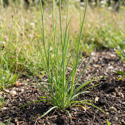 Tragopogon pratensis Wildflower Seeds – Meadow Salsify Perennial Garden Flower