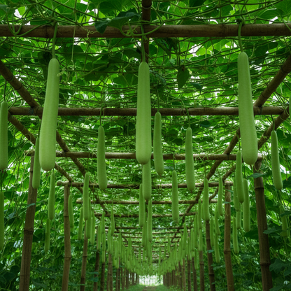 Green Bottle Gourd Seeds for Planting & Home Gardening – Premium Quality Seeds