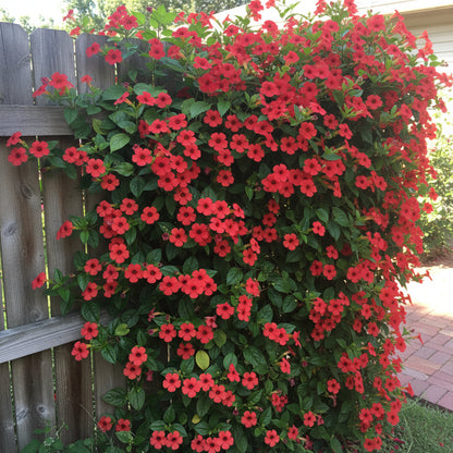 Red Thunbergia Flower Seeds (Thunbergia alata) – Vibrant Climbing Ornamental Flower