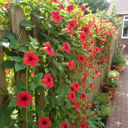 Red Thunbergia Flower Seeds (Thunbergia alata) – Vibrant Climbing Ornamental Flower