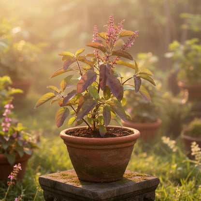 Krishna Tulsi Seeds – Sacred Purple Holy Basil for Home Garden & Herbal Use