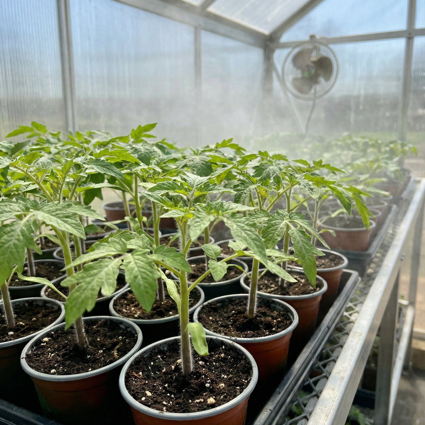 Wild Tomato Wildflower Seeds – Organic Heirloom Garden Seeds