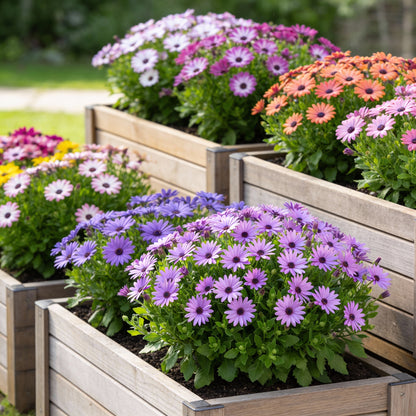Vibrant Senetti (Pericallis) Flower Seeds