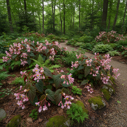 Begonia Grandis subsp. Evansiana Seeds – Elegant Shade-Loving Perennial