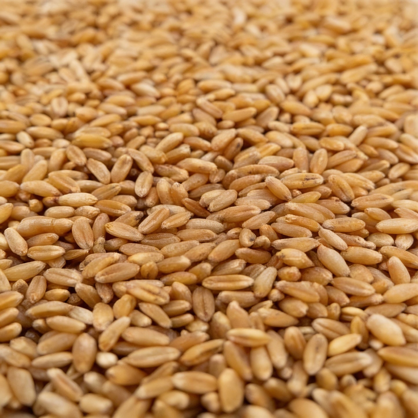 Israel Wheat Grass Seeds – High Yield Seeds for Gardening