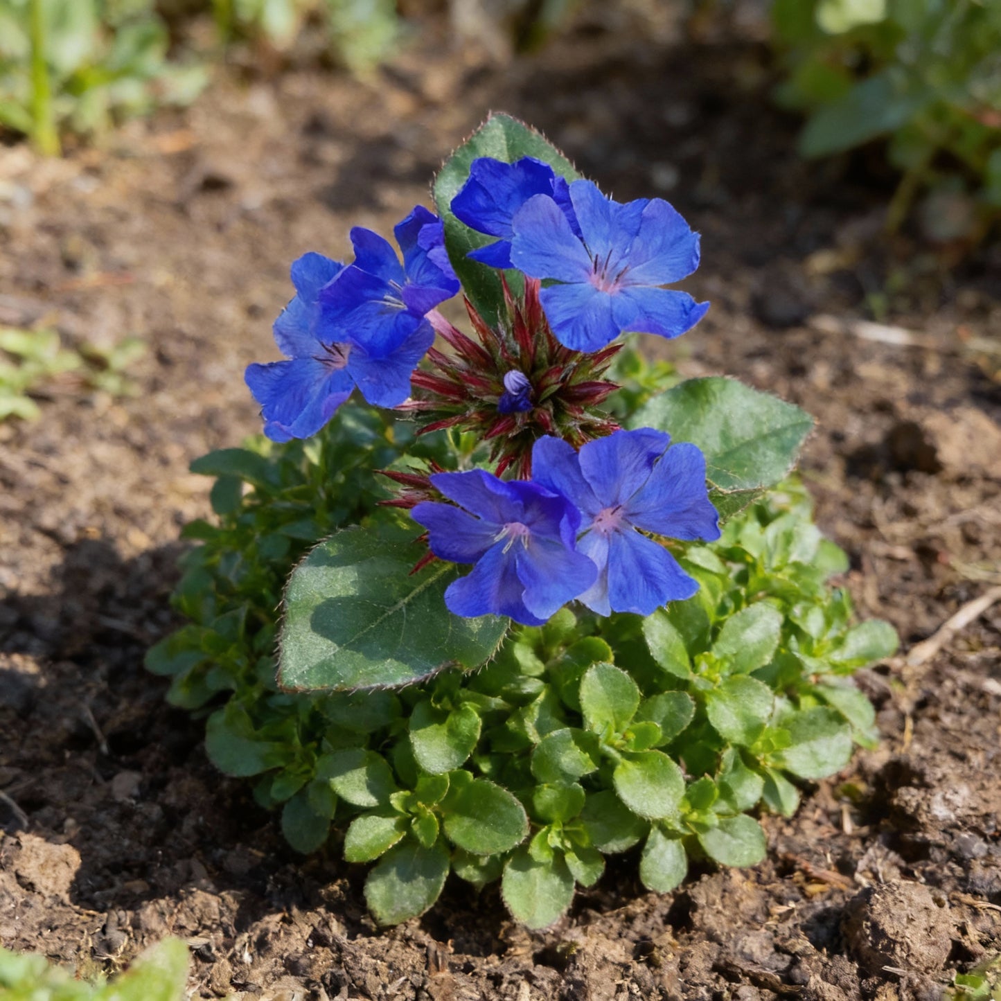 Ceratostigma Plumbaginoides (Blue Leadwort) Flower Seeds – 100 pcs