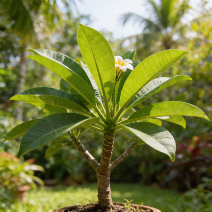 Mixed Colors Plumeria Rubra (Frangipani) Flower Seeds – Exotic Tropical Blooms