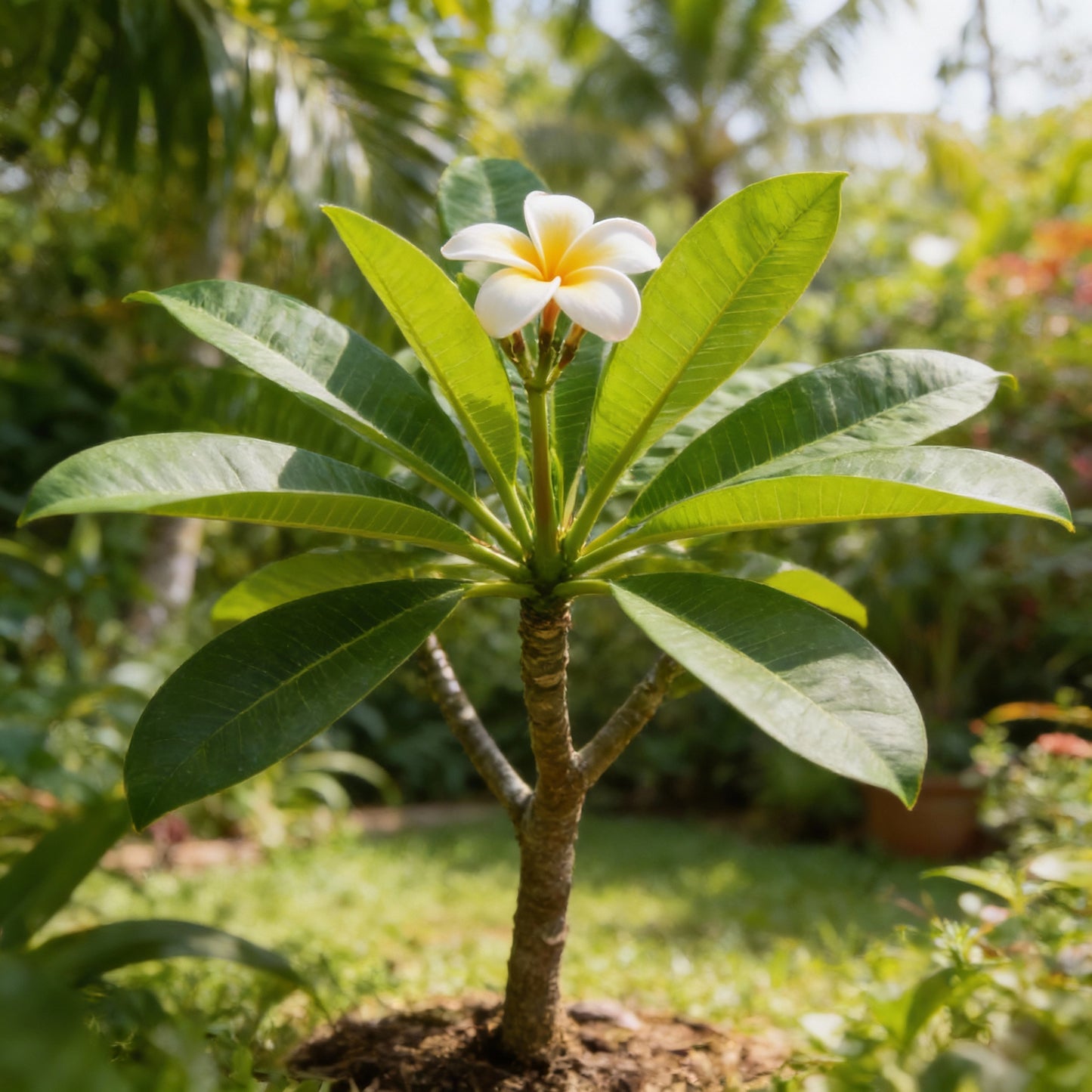 Mixed Colors Plumeria Rubra (Frangipani) Flower Seeds – Exotic Tropical Blooms