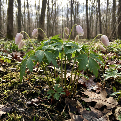 Wood Anemone Seeds – Anemone nemorosa Perennial Flower Seeds