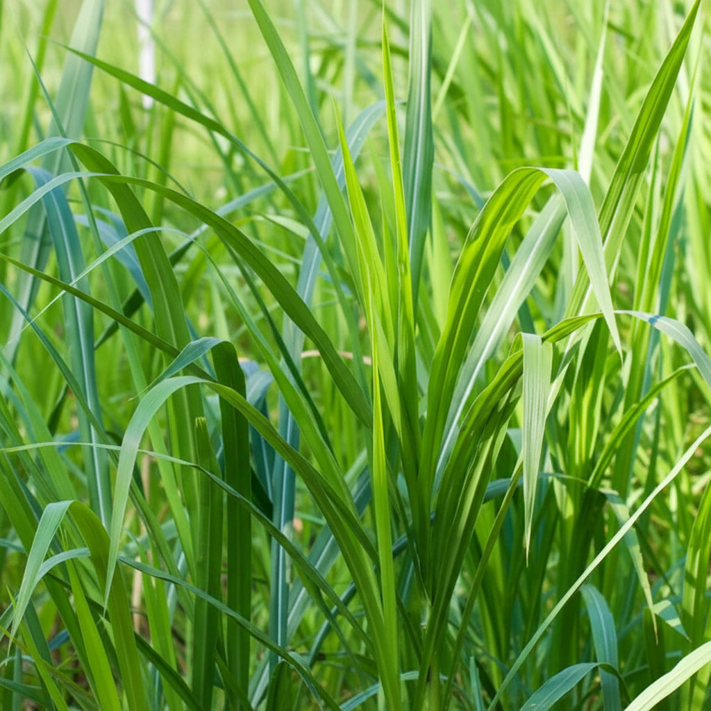 Buffalo Grass Seeds – Bouteloua dactyloides Drought-Tolerant Turf Grass