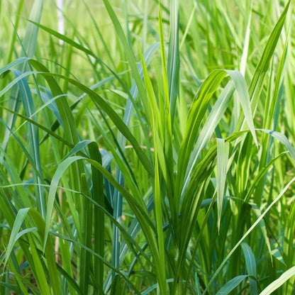 Buffalo Grass Seeds – Bouteloua dactyloides Drought-Tolerant Turf Grass